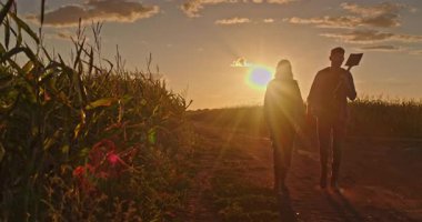 Gün batımında bir mısır tarlasının yanında çamurlu bir patikada yürüyen adam ve kadın omzunda bir kürek taşıyan adam, her ikisi de güneşe karşı gölgeli. Yüksek kalite 4k görüntü