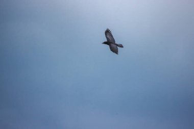 Kanatları açık mavi gökyüzünde zarif bir şekilde uçan siyah karga. Yüksek kalite fotoğraf