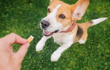 Ağzı açık ve heyecanlı gözleriyle mutlu bir av köpeği yeşil bir çimenlikte, hevesli ve açık hava eğitimi sırasında odaklanmış bir şekilde bir ele doğru atlar. Yüksek kalite fotoğraf