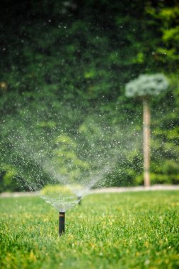 Bahçe bahçesine su püskürten çim püskürtücü görünür damlacıklar ve arka planda genç bir ağaç. Yüksek kalite fotoğraf