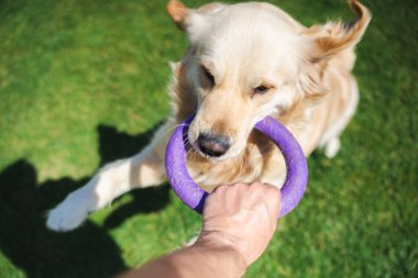 Golden Retriever köpeği, bir insan eli tarafından tutulan mor kauçuk bir oyuncağı tutuyor, açık havada yeşil çimlerde aktif olarak çekiştirip oynuyor.