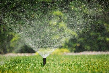 Bahçe bahçesindeki yeşil çimlerin üzerine ince bir sis püskürten çimen fıskiyesi. Arka planda yoğun yeşillik var. Güneşli bir yaz gününde. Yüksek kalite fotoğraf