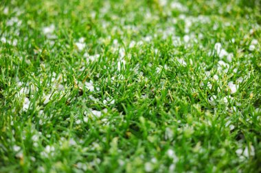 Dolu sonrası küçük dolu taşları serpiştirilmiş yeşil çimenlerin yakın çekimi, doğal dokuyu ve hava etkisini gösteriyor. Yüksek kalite fotoğraf