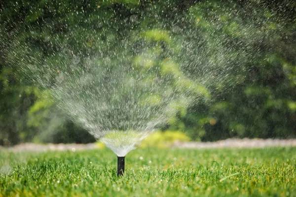 Bahçe bahçesindeki yeşil çimlerin üzerine ince bir sis püskürten çimen fıskiyesi. Arka planda yoğun yeşillik var. Güneşli bir yaz gününde. Yüksek kalite fotoğraf