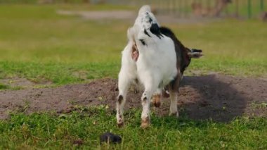 Benekli kürklü iki enerjik genç keçi kırsal alanda sahte bir savaşta şaklabanlık yapıyor. Yüksek kalite 4k görüntü