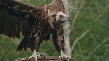 Sinemalı akbaba kanat çırpıyor komik, dans gibi bir hareketle, rüzgârla dalgalanan tüyler. Yüksek kalite 4k görüntü