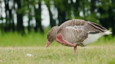 Greylag kaz, ormanda çimlerin üzerinde dururken pembe bir bacakla boynunu kaşıyordu. Yüksek kalite 4k görüntü