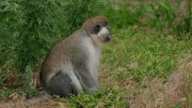 Vervet maymunu yapraklı çalıların yanında çimlerin üzerinde oturuyor, yandan bakıldığında, sakin bir duruş ve doğal bir çevre ile yeşil bir açık hava ortamında. Yüksek kalite 4k görüntü