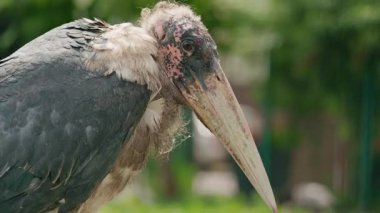 Yerde bulanık yeşil arkaplan ile duran benekli kel kafalı ve ağır gagalı büyük bir marabu leyleğinin portresi. Yüksek kalite 4k görüntü