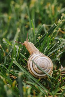 Soluk sarmal kabuklu bir salyangoz yoğun yeşil çimlerin arasından sürünerek uzaklaşıyor, arkadan doğal bir yakın çekim ile görülüyordu. Yüksek kalite fotoğraf