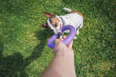 Oyuncu Jack Russell Terrier, sahibi ile çekiştirirken, güneşli bir çimenlikte azim ve heyecanla mor halka oyuncağını ısırıyor. Yüksek kalite fotoğraf