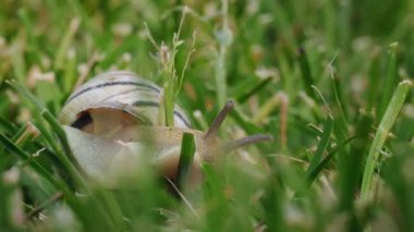 Çizgili salyangoz, yeşil çimenlerin arasında yavaşça sürünüyor. Açık havada geniş antenleri var. Yüksek kalite 4k görüntü