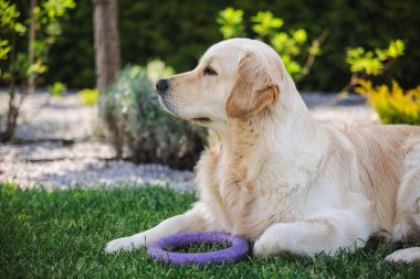 Golden Retriever, yeşil çimlerin üzerinde, pençeleriyle mor bir halka oyuncağı, bahçe bitkileri ve çakıl taşlarıyla çevrili, güpegündüz huzurlu ve içerik bir ifade gösteriyor.