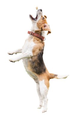 Üç renkli av köpeği arka ayakları üzerinde duruyor ve beyaz arka planda izole bir şekilde havada bir ödül yakalıyor. Yüksek kalite fotoğraf