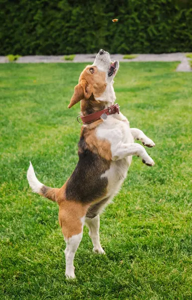 Av köpeği, açık ağızla arka ayakları üzerinde dengede duruyor. Açık havada yeşil çimenler üzerinde antrenman yaparken bir ödül yakalamayı hedefliyor. Yüksek kalite fotoğraf