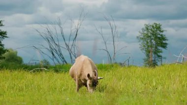 Kırsal kesimde, bulutlu bir gökyüzünün altında, yeşil bir tarlada tek başına otlayan keçi. Yüksek kalite 4k görüntü