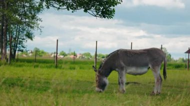 Gri eşek, ağaçlarla çevrili, bulutlu bir gökyüzünün altında çitlerle çevrili, huzurlu bir çayırda tek başına otluyor. Yüksek kalite 4k görüntü