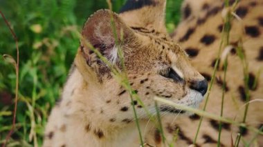 Uzun otların arasında dinlenen bir serval 'ın yakın çekimi, başı yana dönük benekli kürk, keskin profil ve tetikte kulaklar gösteriyor. Yüksek kalite 4k görüntü