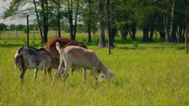 Güneşli bir yaz gününde, orman kenarındaki sessiz bir kırsal alanda farklı renkte üç keçi uzun yeşil çimlerde otluyor. Yüksek kalite 4k görüntü