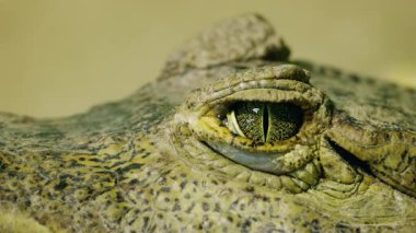 Kırpılmış gözbebeği ve pullu dokuyla yanıp sönen bir timsah gözünün aşırı yakın çekimi. Yüksek kalite 4k görüntü