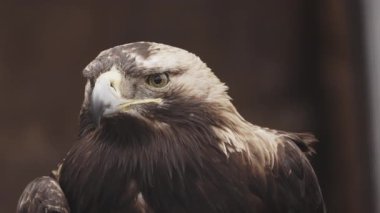 Altın kartal portresi, delici gözleri ve güçlü gagası var, koyu kahverengi arka planda izole edilmiş. Yüksek kalite 4k görüntü