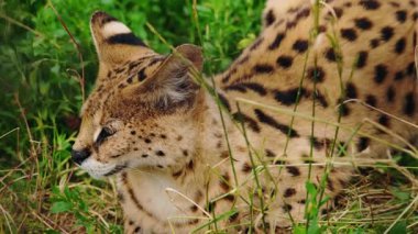 Ağzı hafif açık ve gözleri kapalı, başı dönük uzun otların arasında uzanmış, ayırt edici kulak işaretlerini ve benekli kürkünü sergiliyor. Yüksek kalite 4k görüntü