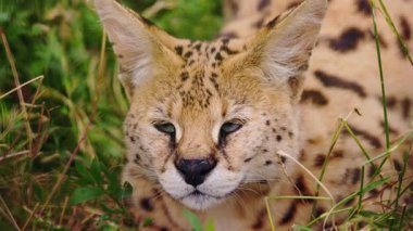 Yoğun bakışları çimenlerde, ağzı hafif açık, dişleri zar zor görülebilen, yeşillik ve benekli kürklerle çevrili bir hizmetçi. Yüksek kalite 4k görüntü