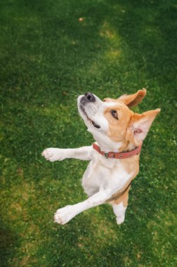 Kulakları kulaklarında oyuncu bir av köpeği dışarıda arka ayakları üzerinde duruyor, bir ödül beklerken hevesle yukarı odaklanıyor. Yüksek kalite fotoğraf