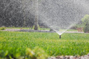Güneşli bir günde bahçeye su püskürten çim püskürtücü. Havada su damlacıkları var. Yüksek kalite fotoğraf