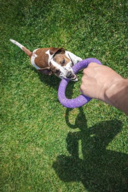 Oyuncu Jack Russell Terrier, sahibi tarafından tutulan mor yüzüklü oyuncağı ısırıyor. Yeşil çimlerde oynanan açık hava oyunu sırasında enerjik bir şekilde çekiştiriyor. Yüksek kalite fotoğraf