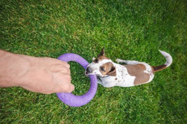 Oyuncu Jack Russell Terrier, yeşil çimlerde oynanan enerjik bir römorkör oyunu sırasında sahibinin elinde tuttuğu mor yüzük oyuncağını ısırıyor. Yüksek kalite fotoğraf