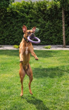 Enerjik Alman boksör köpeği, arka bahçede yeşil çimlerin üzerinde ağzında mor bir yüzük oyuncağıyla havada atlıyor. Yüksek kalite fotoğraf