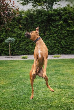 Kaslı Alman boksör köpeği bahçedeki küçük uçan böcekleri seyrederek çimlere atlıyor. Yüksek kalite fotoğraf