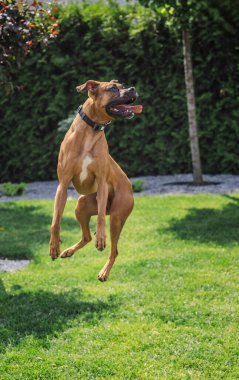 Neşeli bir Alman boksör köpeği neşeli bir ifadeyle güneşli bir bahçede havanın ortasına atlar ve enerjik bir oyun sırasında dilini dışarı çıkarır. Yüksek kalite fotoğraf