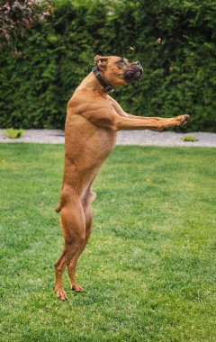 Alman atletik boksör köpeği arka bahçede arka ayaklarının üstüne atlıyor ve havada uçmayı hedefliyor. Yüksek kalite fotoğraf