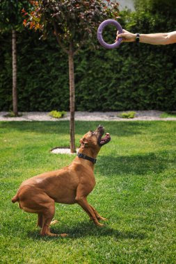 Neşeli Alman boksör köpeği, güneşli bir günde arka bahçede elinde tuttuğu oyuncak yüzüğüne atlamaya hazır. Yüksek kalite fotoğraf
