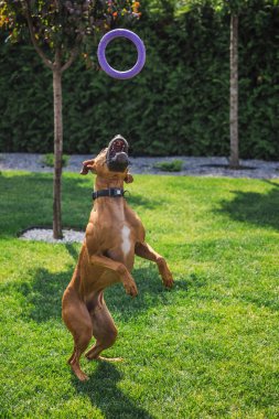 Alman boksör köpeği, güneşli bir günde açık havada oynanan eğlenceli bir maçta havada mor bir halka oyuncağı yakalamak için arka bahçeye atlar. Yüksek kalite fotoğraf