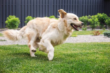 Golden Retriever köpeği yeşil arka bahçede neşeli bir şekilde koşuyor kulakları kulaklarında ve ağzı açık neşeli bir ifadeyle. Yüksek kalite fotoğraf