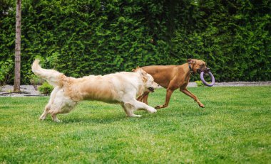 Golden Retriever ve Alman Boksör arka bahçede neşeyle koşarken, Boksör oyuncu kovalamaca sırasında ağzında mor bir yüzük oyuncağı taşıyor. Yüksek kalite fotoğraf
