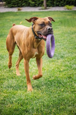 Alman atletik boksör köpeği yeşil çimlerin üzerinde yürürken mor bir yüzük oyuncağı taşıyor. Bahçede tetikte ve enerjik. Yüksek kalite fotoğraf