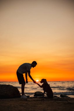 Gün doğumunda sahilde bir adam ve Alman boksör köpeği sahil kenarında otururken patilerini uzatan bir köpek. Yüksek kalite fotoğraf
