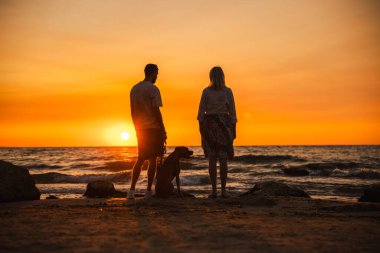 Gün batımında kumlu bir sahilde Alman boksör köpeği olan bir adam ve kadın sakin deniz dalgalarının üzerinde güneşin batışını izliyorlar. Yüksek kalite fotoğraf
