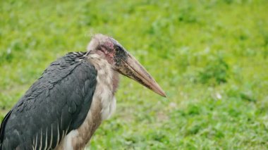 Yeşil çim tarlasında kanatları katlanmış ve gagaları doğal ortamda aşağı doğru kıvrılmış bir leylek. Yüksek kalite 4k görüntü