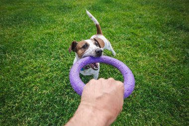 Oyuncu Jack Russell Terrier, dışarıda oynanan bir römorkör maçı sırasında yeşil çimlerde sahibinin elinde tuttuğu mor yüzük oyuncağını çekiyor. Yüksek kalite fotoğraf
