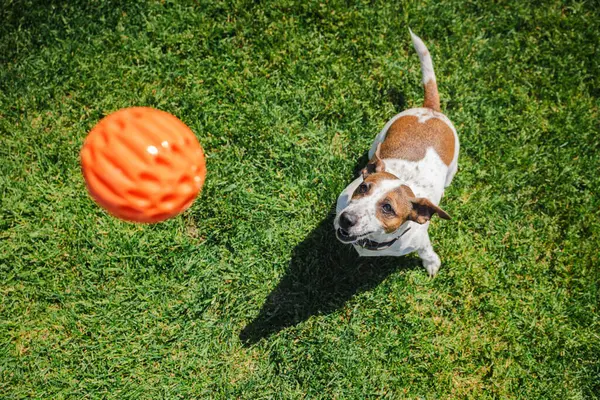 Odaklanmış Jack Russell Terrier, yeşil çimenli bir çimenlikte enerjik bir oyun sırasında kovalamaya hazır turuncu bir topu havada izliyor. Yüksek kalite fotoğraf