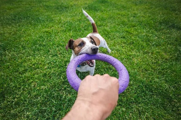 Oyuncu Jack Russell Terrier, dışarıda oynanan bir römorkör maçı sırasında yeşil çimlerde sahibinin elinde tuttuğu mor yüzük oyuncağını çekiyor. Yüksek kalite fotoğraf