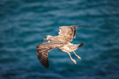Denizin üstünde uçuşun ortasında bir martı, kanatları geniş, mavi su üzerinde zarafetle süzülüyor. Yüksek kalite fotoğraf