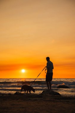 Kayalık bir sahilde duran bir adam tasmalı bir Alman boksör köpeğini tutarken köpek gün batımında deniz kenarında denize yakın keşfe çıkıyor. Yüksek kalite fotoğraf