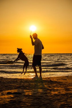Köpek, gün batımında elinde sopayla plajda zıplayan bir adamın yanında zıplıyor. Yüksek kalite fotoğraf