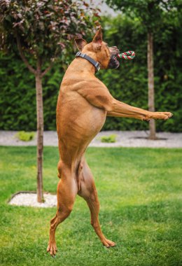 Kahverengi boksör köpeği, ağzında neşeli bir ip oyuncağıyla bahçede yükseğe zıplıyor, enerjik ve neşeli bir sıçrayışta havada yakalanıyor. Yüksek kalite fotoğraf